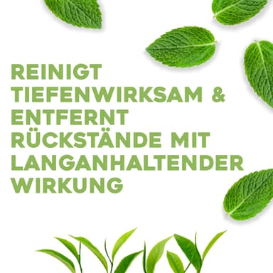 OGX Tea Tree Conditioner for Oily Hair and for Greasy Hair 385 ml (Pack of 1) view 2